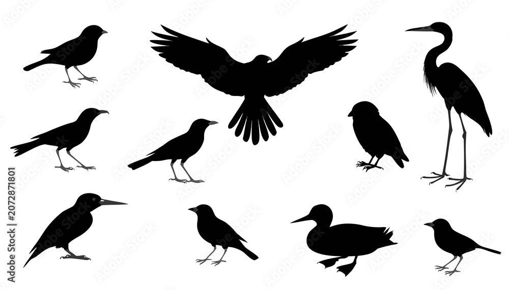 Fototapeta premium set of silhouettes of birds