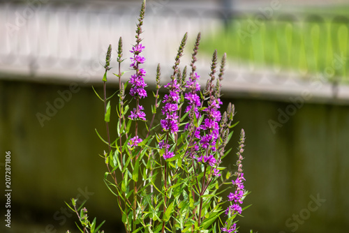 Close up of purple loosestrife, lythrum salicaria flowers in bloom