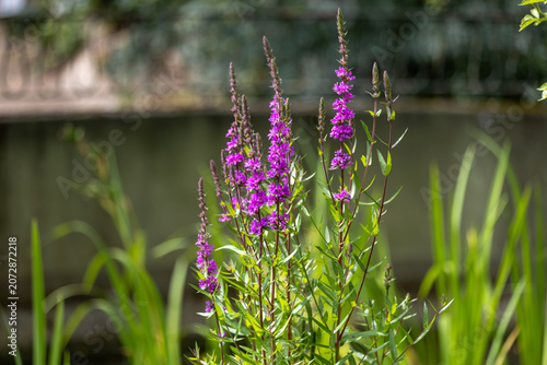 Close up of purple loosestrife, lythrum salicaria flowers in bloom