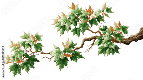Elegant leafy tree branch with variegated foliage botanical illustration nature design element isolated decorative artwork on white background