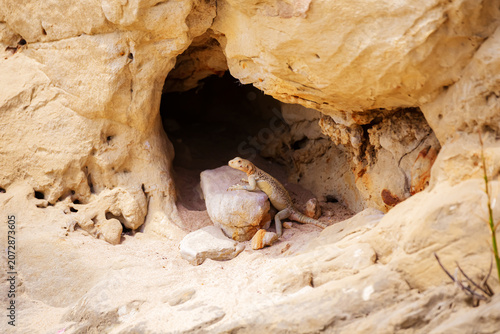 Canvastavla Caucasian agama (Paralaudakia caucasia) in its natural habitat