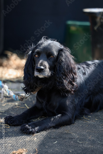 portrait of a black dog