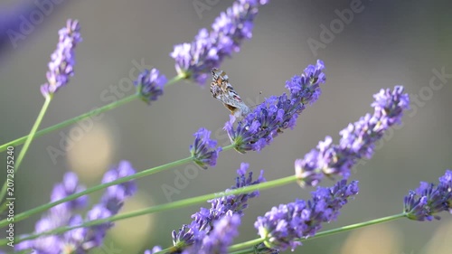 Painted Lady butterfly feeding the nectar of Lavender and flying away in summer in a domestic garden and flying away. Vanessa cardui, Lavandula sp, Indre-et-Loire 37, région Centre, France, Europe