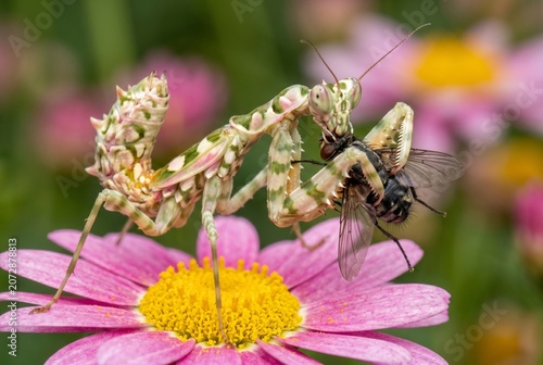 Spiny flower mantis gripping fly prey with spined raptorial forelegs