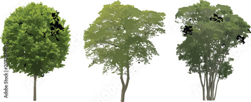 Canvastavla Three green deciduous trees isolated on white background.