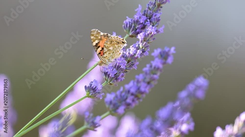 Painted Lady butterfly feeding the nectar of Lavender and walks to another flower stalk in summer in a domestic garden. Vanessa cardui, Lavandula sp, Indre-et-Loire 37, région Centre, France, Europe