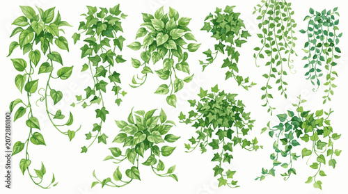 Bild auf Leinwand Green foliage watercolor illustration with trailing vines and leafy clusters