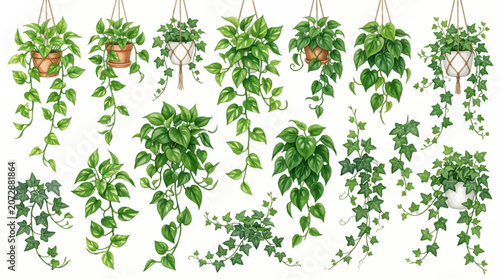 Canvastavla Trailing houseplants in terracotta pots watercolor illustration on white backgro