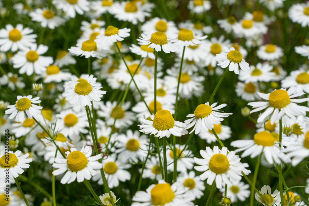 Fototapeta premium Chamomile