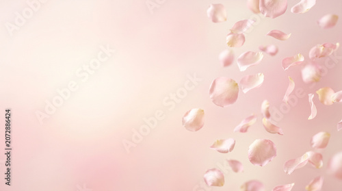 Soft pink falling rose petals on blurred pastel background for romantic wallpaper background and floral banner design