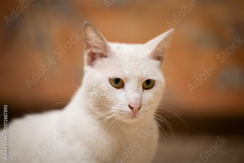 Obraz na plátně Close-up portrait of a white cat with distinct yellow-green eyes against an oran