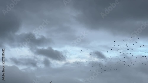 Large flock of birds called starlings flying in the evening sky slow motion filmed 120FPS wild nature and amazing sights UK 4K