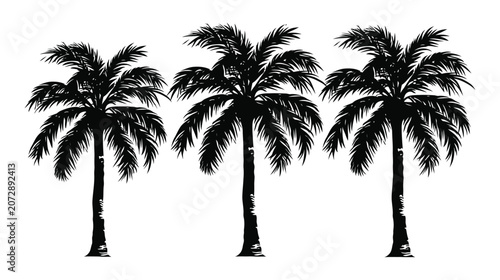 Palm vector silhouette three trees tropical nature art design