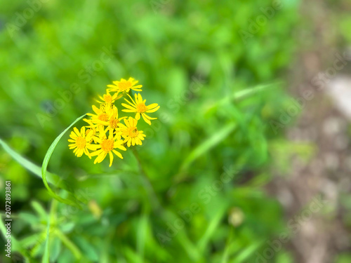 Yellow Wildflowers on Soft Green Meadow Background