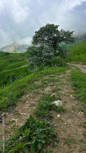 Panoramic Green Mountain Valley with Wildflowers and Distant Blue Peaks