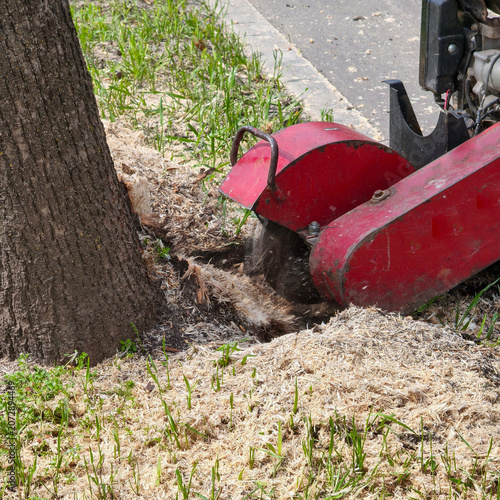 Stump grinder in action. Removing a stump for lawn leveling.