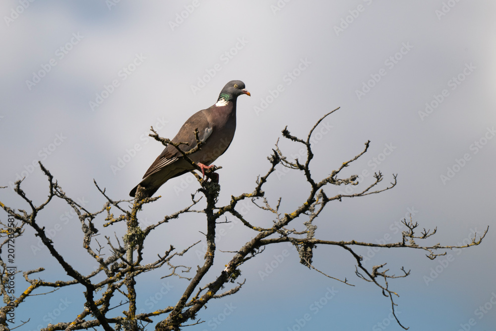 Fototapeta premium Pigeon ramier,
