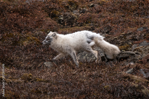 Renard polaire,