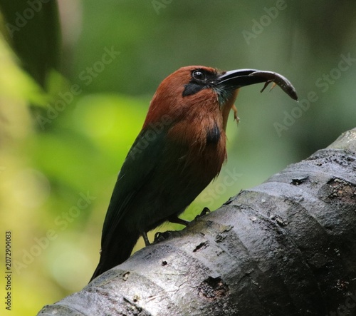 Motmot