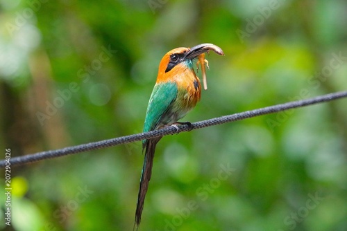 Plattschnabelmotmot mit kleiner eidechse