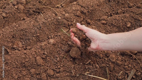 Close-up of a farmer's hand holding and inspecting soil in a field. Agriculture and soil quality concept. High quality 4k footage