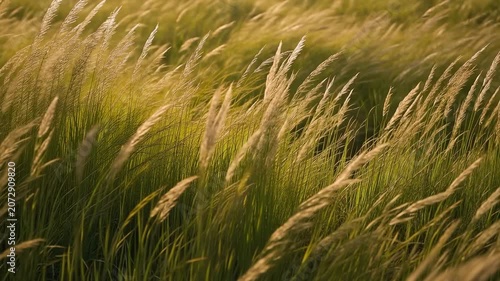 Golden meadow grass swaying gently in warm sunset light across a peaceful natural summer landscape scene