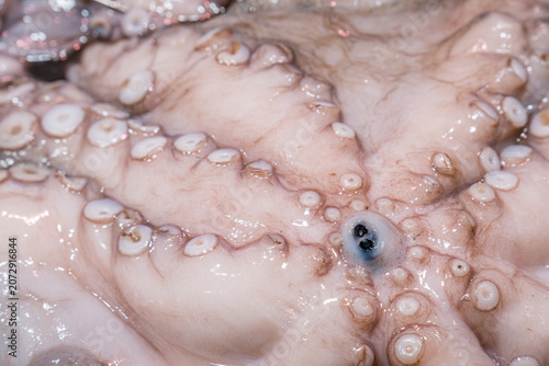 Fresh octopus skin showing suckers at market