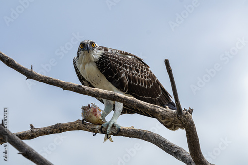 Obraz na plátne Juvenile osprey up on a tree branch enjoying a freshly caught fish at Fort Desot