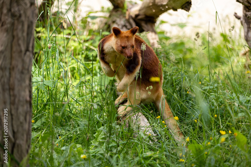 Goodfellow's tree-kangaroo amidst green grass