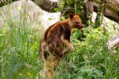 Goodfellow's tree-kangaroo amidst green grass