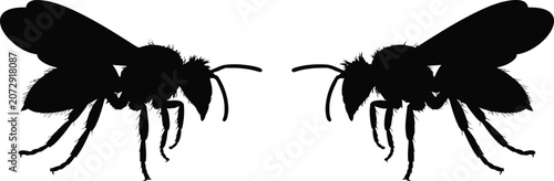 Tableau sur toile Black silhouette of two bees facing each other on white background with silhouet