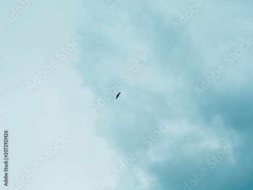 Horizontal photo of a single bird flying high in the blue sky with fluffy clouds, minimalist nature background of lonely wild stork soaring in the air, freedom and serenity concept with copy space