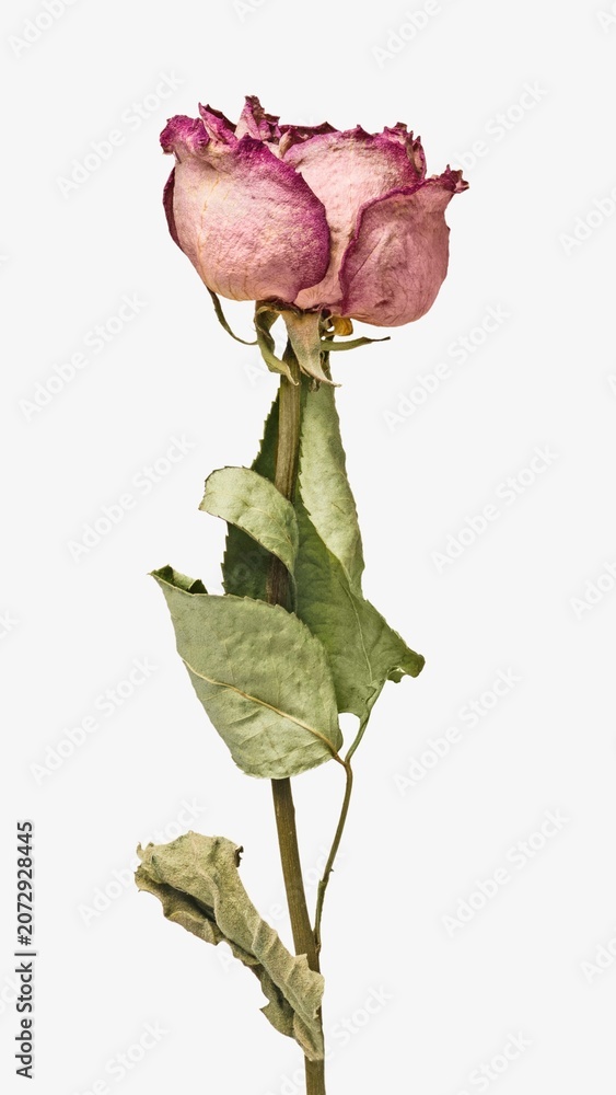 Fototapeta premium Dried pink rose isolated image on white