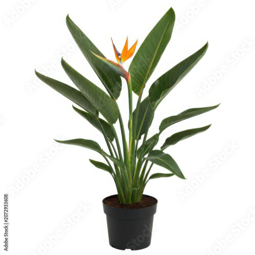 Beautiful Bird of Paradise flower plant with large green leaves growing in a simple black plastic nursery garden pot