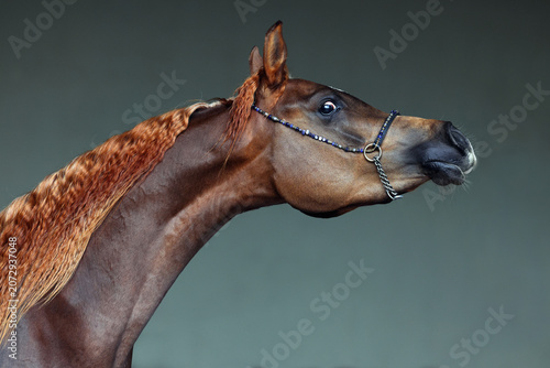 Canvastavla Purebred Arabian Horse, portrait of a bay mare with jewelry bridle in dark backg