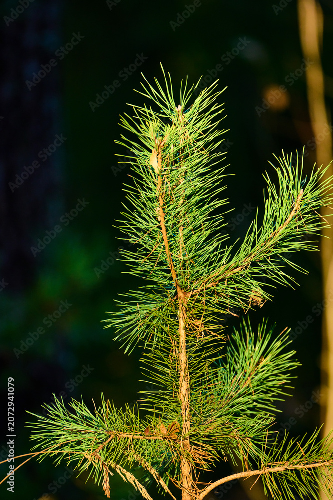 Fototapeta premium Young Pine Tree Branch in Sunlight