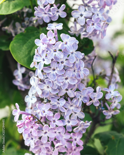 Purple lilac flower blossoms blooming on shrub branches in spring garden