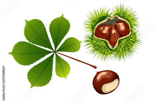 Obraz na płótnie Horse chestnut palmate leaf, spiky burr with nuts and single chestnut, vector illustration on white background
