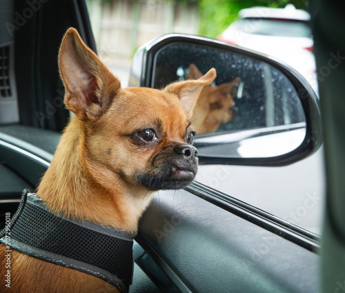 Little dog in a car looking outside, curious. Reflection in rear view mirror.