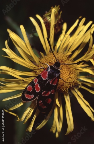 Fotografie Zygaena carniolica or crepuscular burnet or eastern burnet