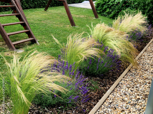 Mexican Feather Grass Nassella tenuissima The wispy, soft, lime-green and blonde ornamental grass that sways easily in the wind.
​Lavender Lavandula compact, dark purple flowering shrubs nestled betwe