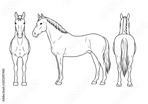 Horse Anatomy Vector Set Front Side Rear View Equine SVG Illustration