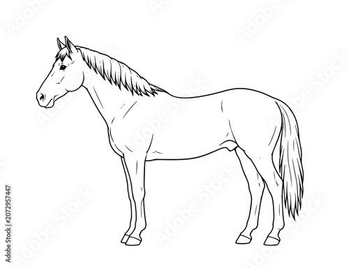 Detailed Horse Side View Outline Vector Illustration Isolated Equine SVG Design