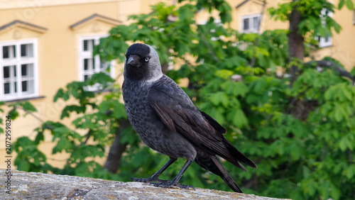 Schilderij op canvas eurasian jackdaw standing on the wall