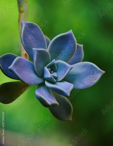 blue and purple