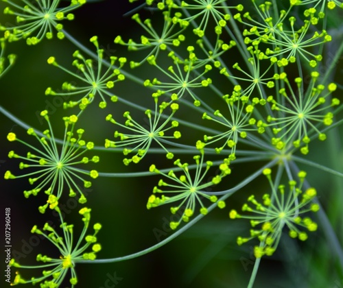 abstract background with clover