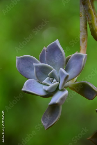 blue flower of a plant