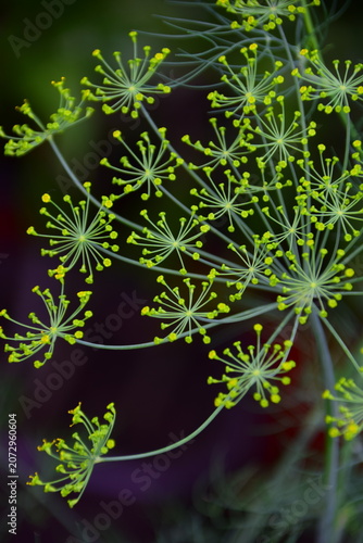 christmas tree branches