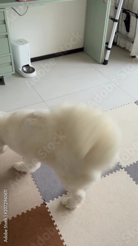 White Fluffy Dog Carrying Plush Toy Indoor Floor
