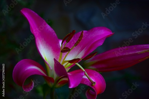 pink orchid flower